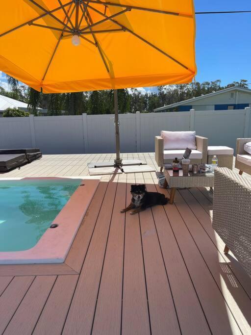 New Dog Paradise - Near The Beach Img & Downtown Bradenton Extérieur photo