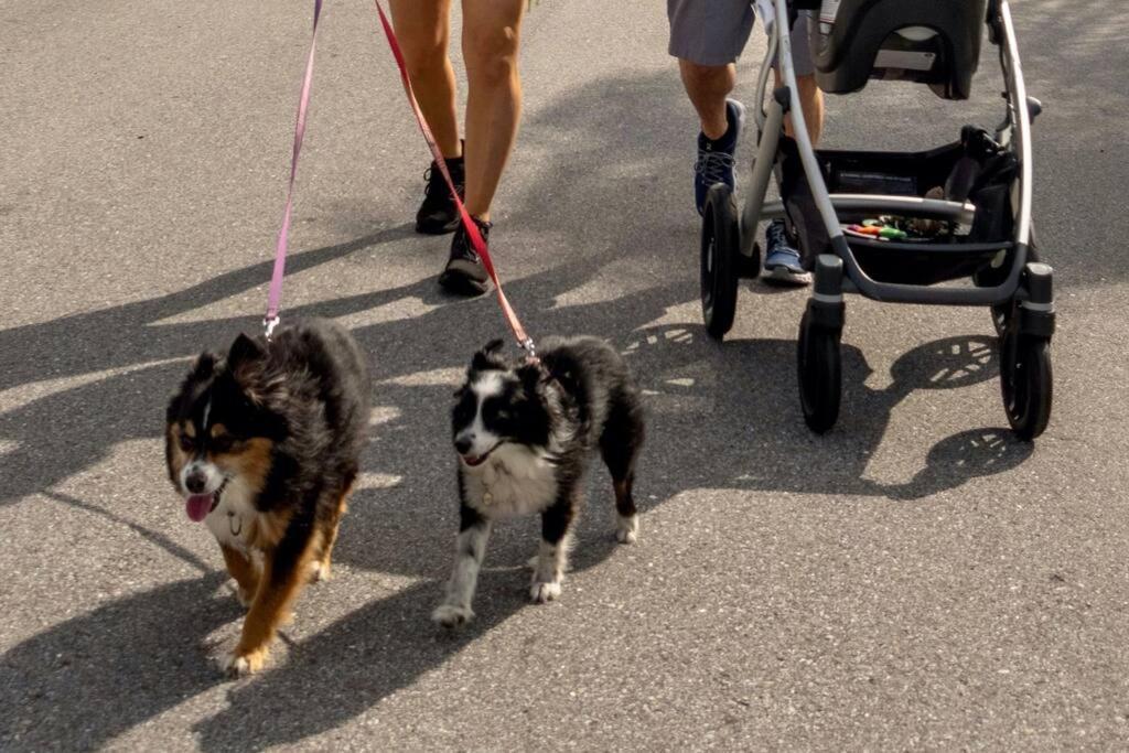 New Dog Paradise - Near The Beach Img & Downtown Bradenton Extérieur photo